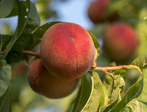 Fruit Trees in Tennessee